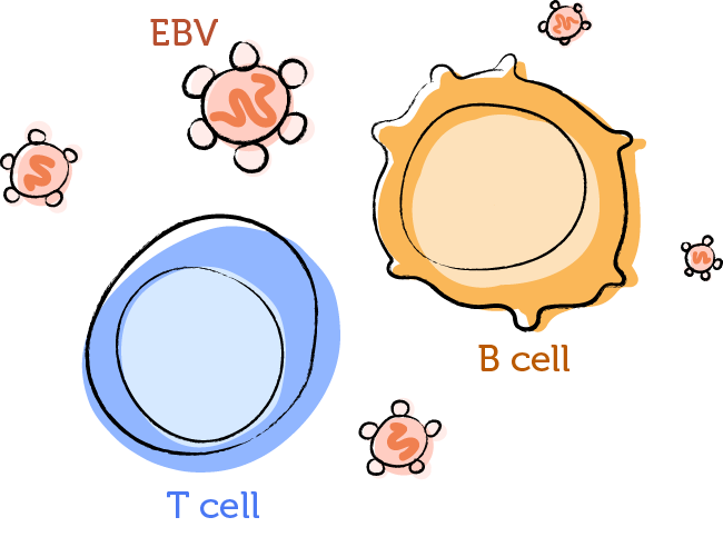 Drawing showing a B cell, T cell, and Epstein‑Barr Virus (EBV).