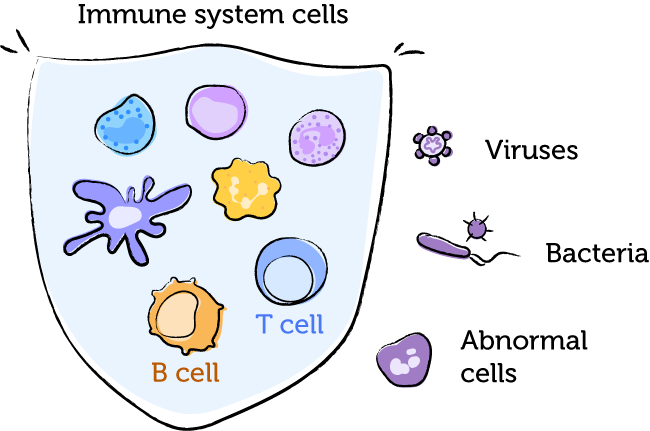 Drawing of immune system cells that protect your body from bacteria, viruses, and abnormal cells.