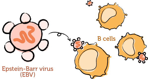 Drawing of Epstein‑Barr virus (EBV) targeting B cells.