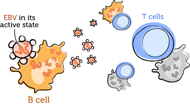 Drawing of EBV in its active state, infecting and going inside of B cells. T cells are keeping the infection under control.