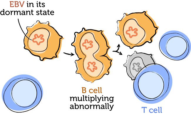 Drawing of EBV in its dormant state, hiding inside of B cells and causing them to multiply. T cells keep these multiplying B cells under control.